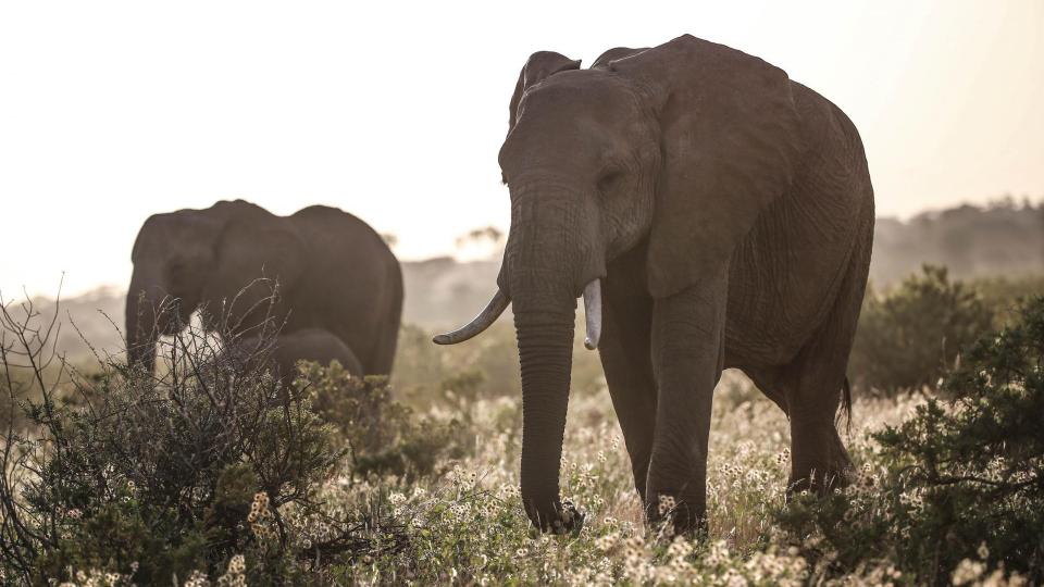 Safari und Strandgenuss: Abenteuer im Tsavo Nationalpark & Erholung am Diani Beach